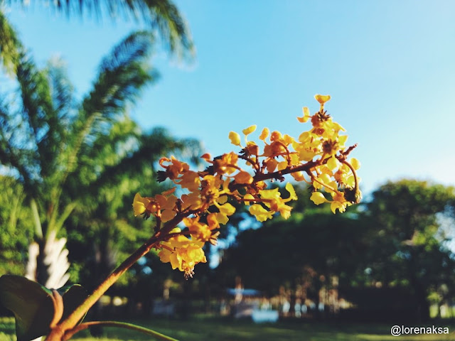 flor de murici