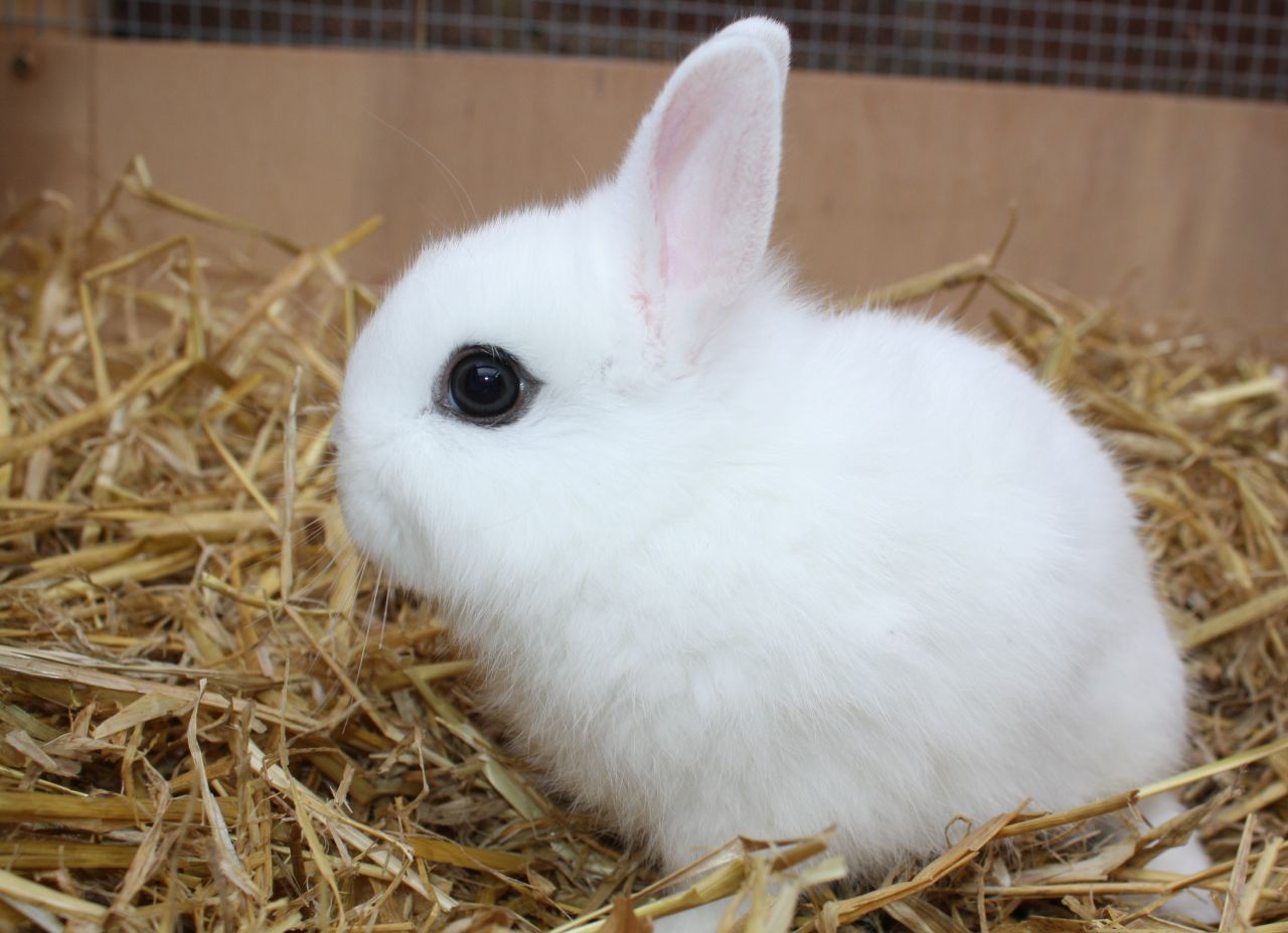 All you need to know about Netherlands's Dwarf Rabbits Spicy Knowledge