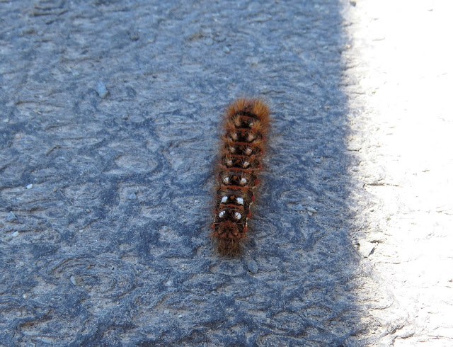 Knot Grass Moth caterpillar - Lower Moors, Isles of Scilly