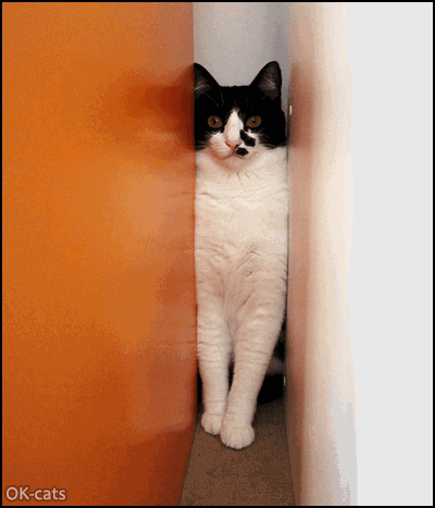 Art Cat GIF with caption • Bye Bye Kitty the game is over MEOOWWW!!!! MEOOWWW!!! ("Goodbye" in Cat language) Art Cat GIF with caption • Bye Bye Kitty the game is over MEOOWWW!!!! MEOOWWW!!! ("Goodbye" in Cat language)