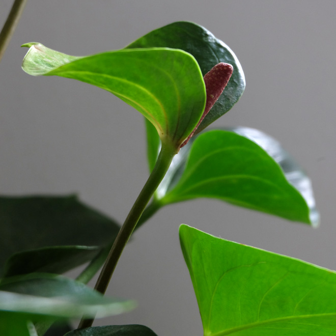 Urban Jungle Bloggers: Botanical Zoom - Minza will Sommer Urban Jungle Bloggers, Botanical Zoom, Minza will Sommer, Zimmerpflanzen Trend, Interiorblog, Wohnen mit Pflanzen, mit Pflanzen dekorieren, Anthurie, Anthurium