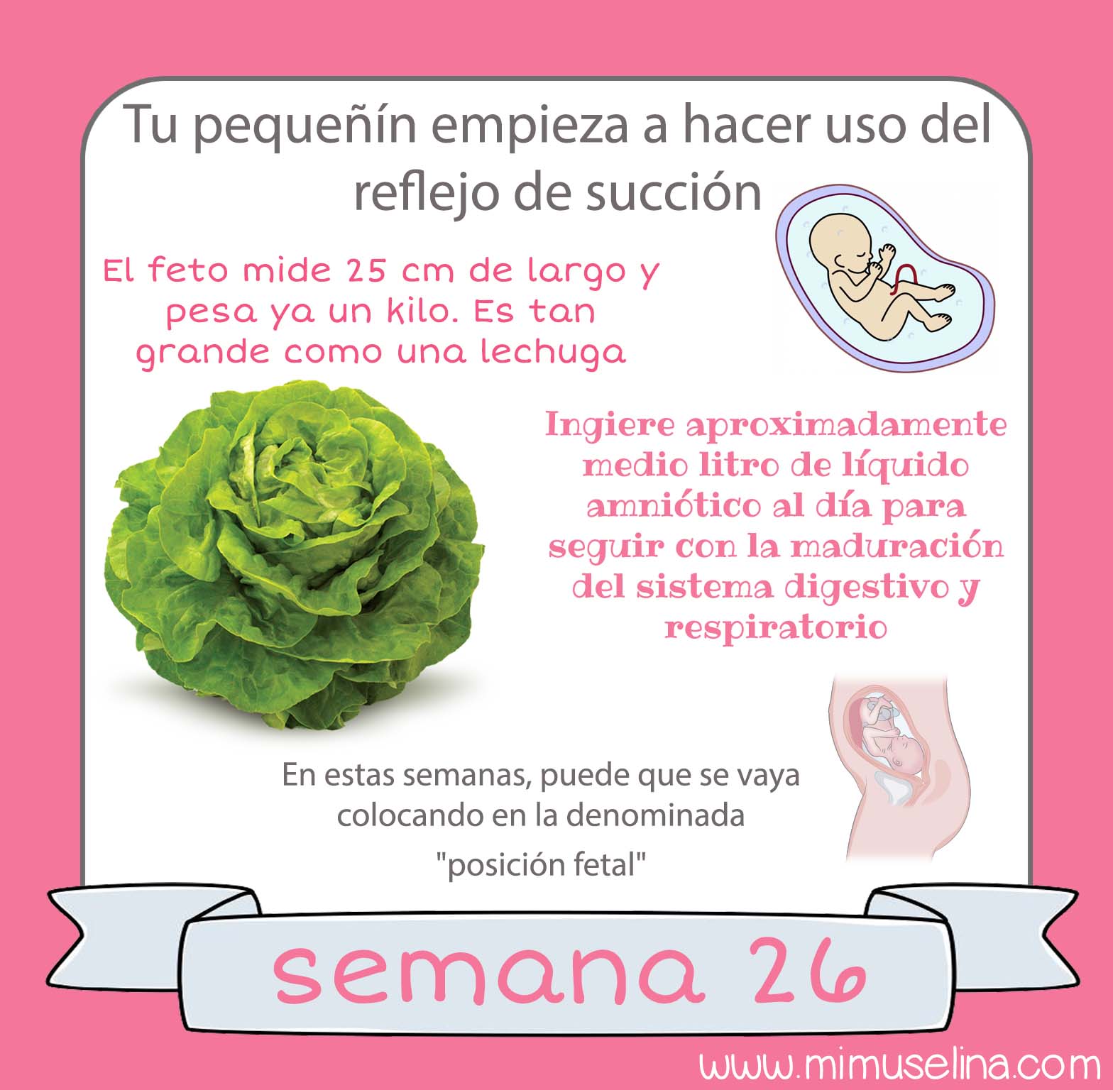 Semana 26 Embarazo Tamano Y Evolucion Del Bebe Mimuselina Mimuselina Blog