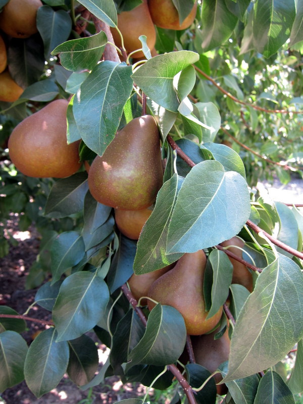 Pear Of Anguish:  The Wiki'S Most Disturbing Entry? - sbnh49l