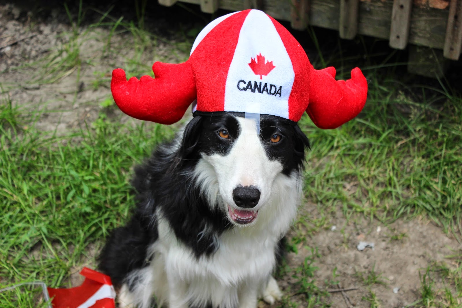 Know Thy Dog HAPPY CANADA DAY FROM KNOW THY DOG