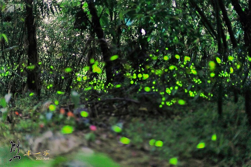 三峽賞螢下午茶|珍園|螢火蟲花園