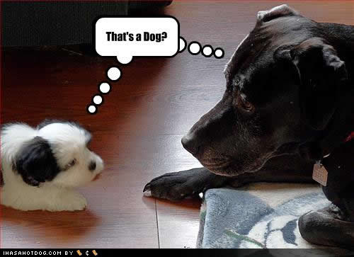 The teach Zone: Funny dog pictures with captions and funny ... The teach Zone: Funny dog pictures with captions and funny ...