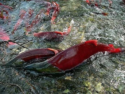 Binatang Berwarna Unik ( Sockeye Salmon )