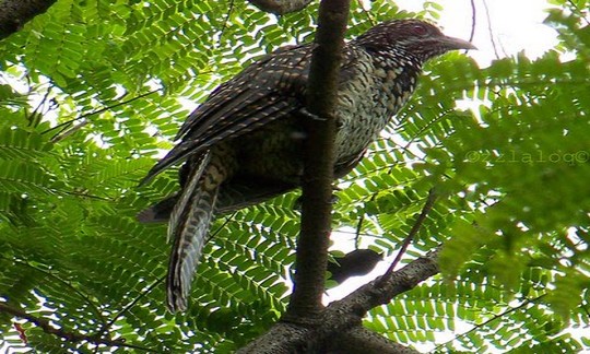 Antara Fakta Dan Mitos Burung Ulik Ulik Burung Pemanggil