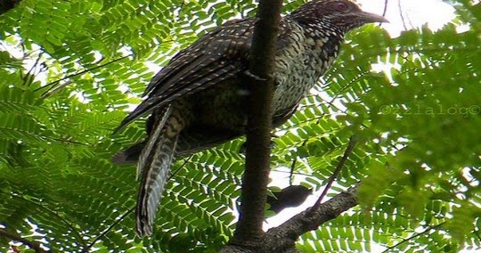 Antara Fakta Dan Mitos Burung Ulik Ulik Burung Pemanggil