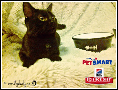 Introducing: Hill's® Science Diet® Urinary And Hairball Control Cat Food