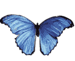 img-borboleta-azul-voadora.gif