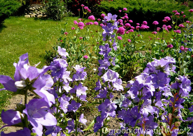 Dzwonek brzoskwiniolistny Campanula persicifolia