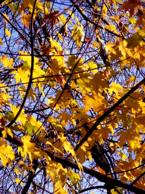 images of fall trees