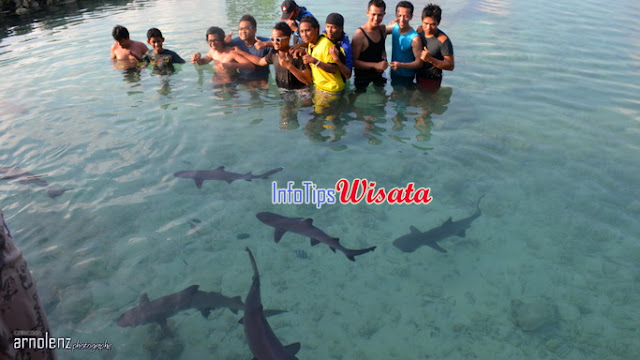 Penangkaran hiu di Karimun Jawa