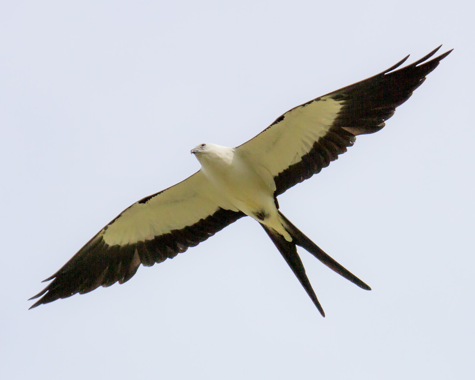 Angels for You SwallowTailed Kite An Angel Message