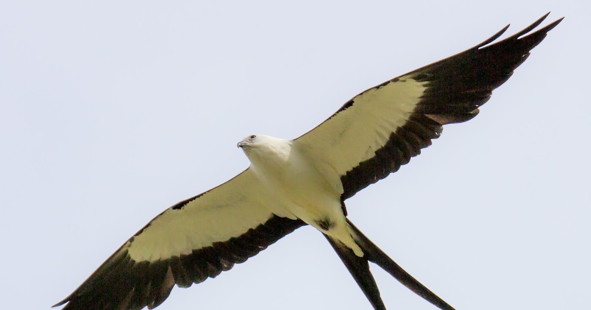 Angels for You SwallowTailed Kite An Angel Message