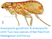 http://sciencythoughts.blogspot.co.uk/2016/05/araeopsylla-goodmani-araeopsylla-smiti.html
