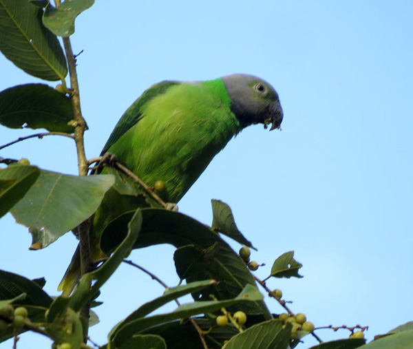 Just About Everything Beautiful birds of Sri Lanka