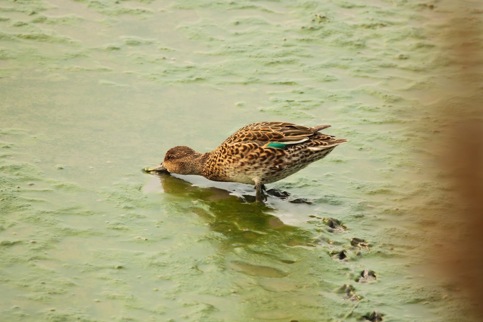 Bird、Photo: 022小水鴨