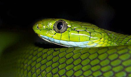 The Presurfer: Why Doesn't Ireland Have Snakes?