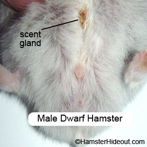 scent+gland+hamster