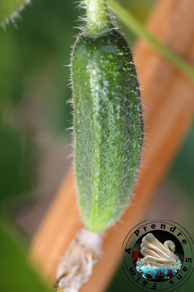 Tout savoir sur les cornichons (pas à pas en photos) A Prendre Sans Faim