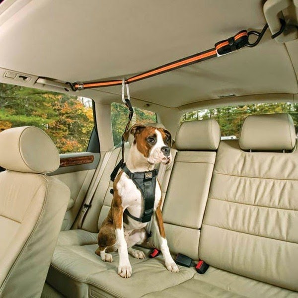 20 cool gift ideas for dogs