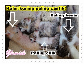 ibu kucing, anak kucing, anak kucing baru lahir