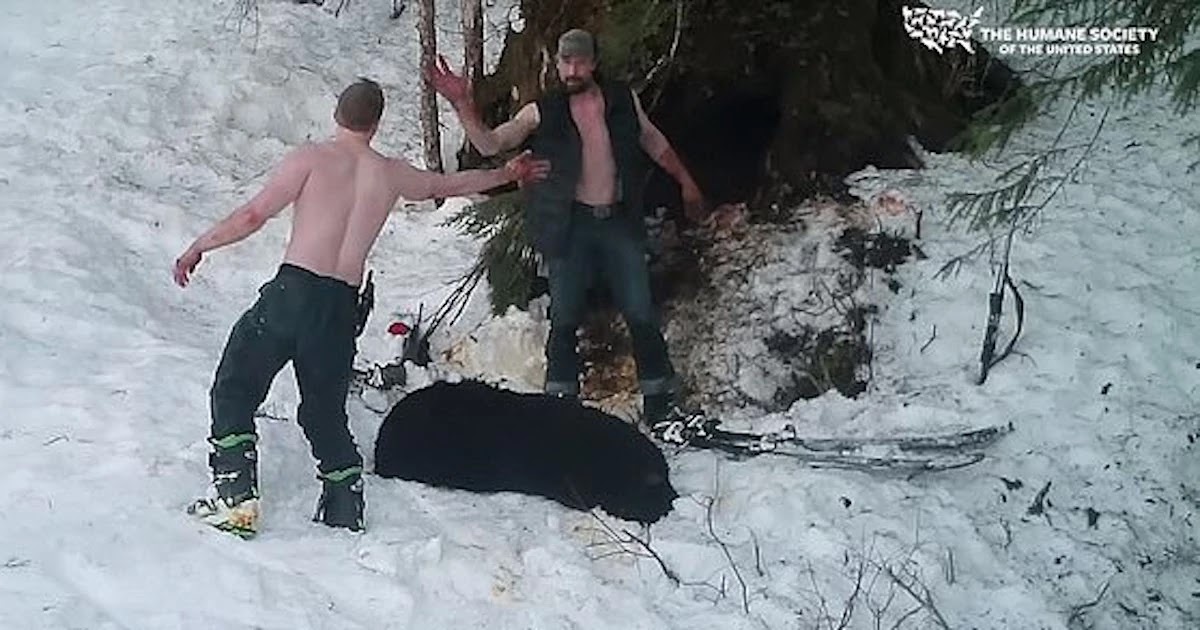 Father - Son Wild Animal Killer Duo Punished After Being Caught On Camera Killing Hibernating Mother Bear And Her Cubs