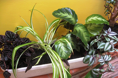 Newly planted house plants in a trough in the hall