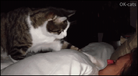 Art Cat GIF • 5:00 AM Pssst...Pssst... wake up lazy woman, I'm hungry, It's time to feed me! Art Cat GIF • 5:00 AM Pssst...Pssst... wake up lazy woman, I'm hungry, It's time to feed me!
