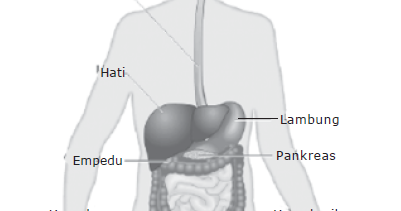 Soal Latihan Ipa Kelas 5 Alat Pencernaan Manusia Makanan Dan Kesehatan Mashenry Com
