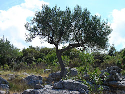 desktop olive tree wallpapers