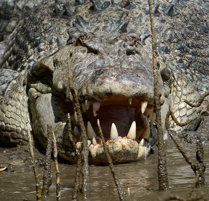 I call this Croc "chainsaw" - he's awesome