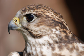 Bayağı kerkenez (Falco tinnunculus)