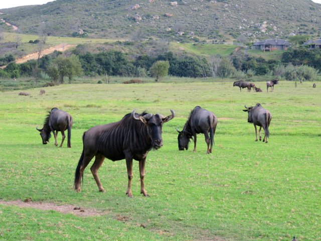 Wildebeest at Botlierskop