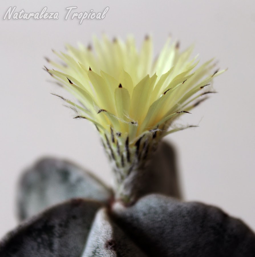 Vista lateral de la flor del cactus Bonete de Obispo, Astrophytum myriostigma