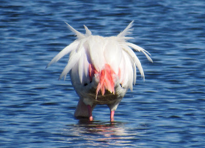 Flamencos en la laguna de Navaseca