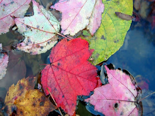 hojas-secas-de-colores-flotando-en-el-agua
