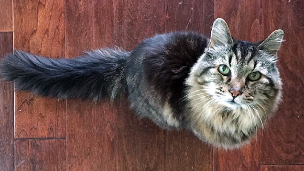 Collana Exoterica Cosmo Fruttariano Corduroy Il Gatto Più Longevo