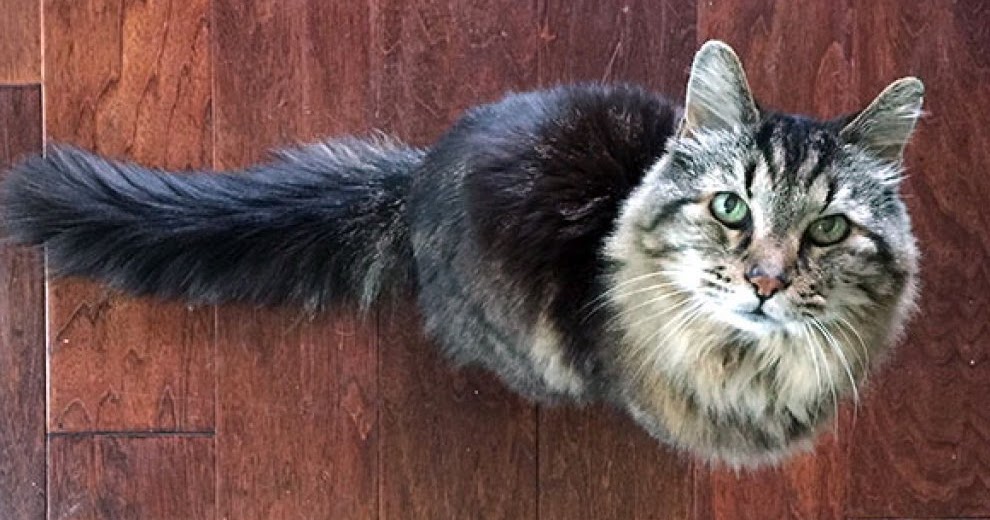 Collana eXoterica COSMO FRUTTARIANO Corduroy il gatto più longevo al mondo, con una dieta Collana eXoterica COSMO FRUTTARIANO Corduroy il gatto più longevo al mondo, con una dieta