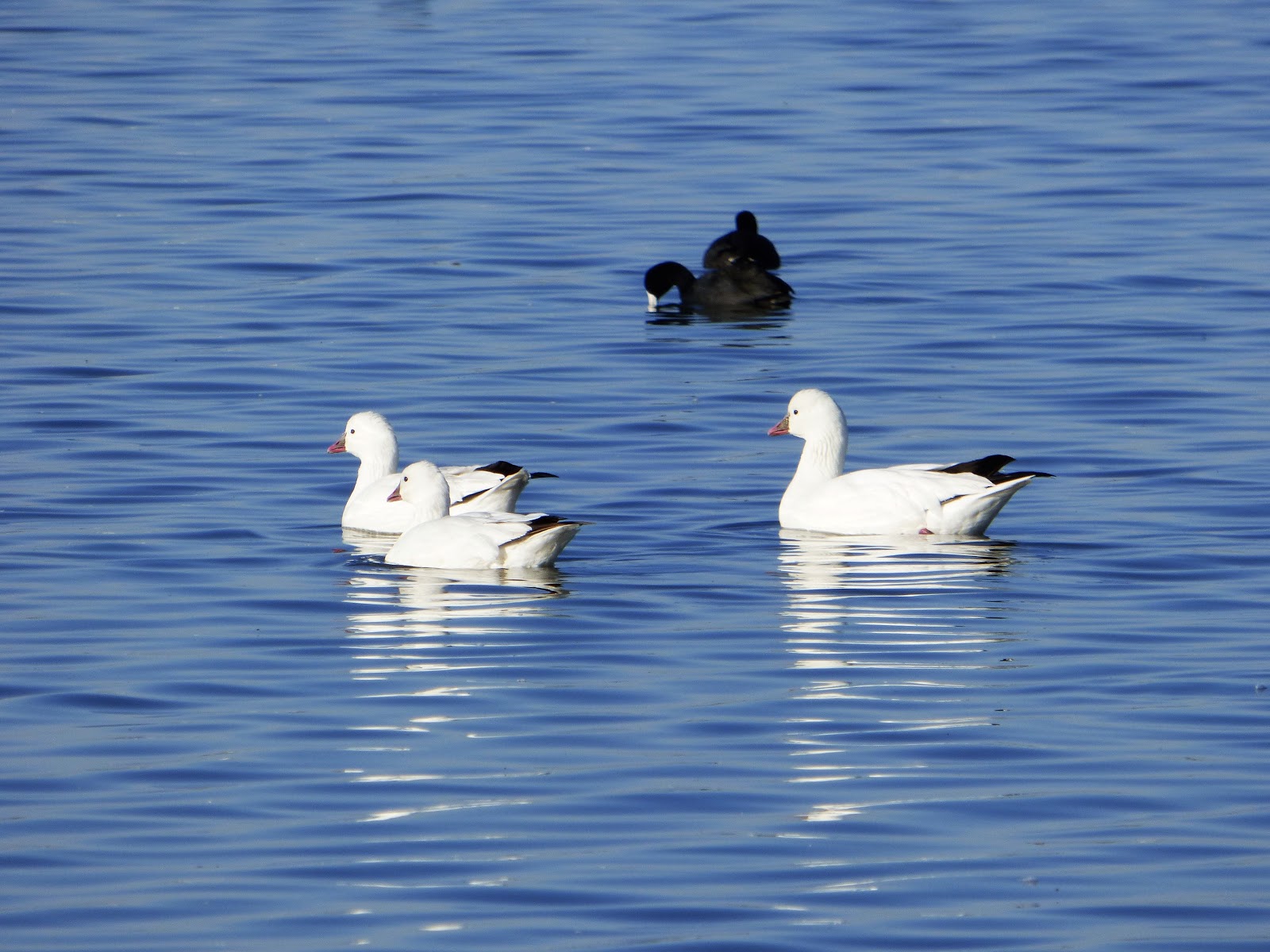 Geotripper's California Birds Ross's Geese at the Merced National