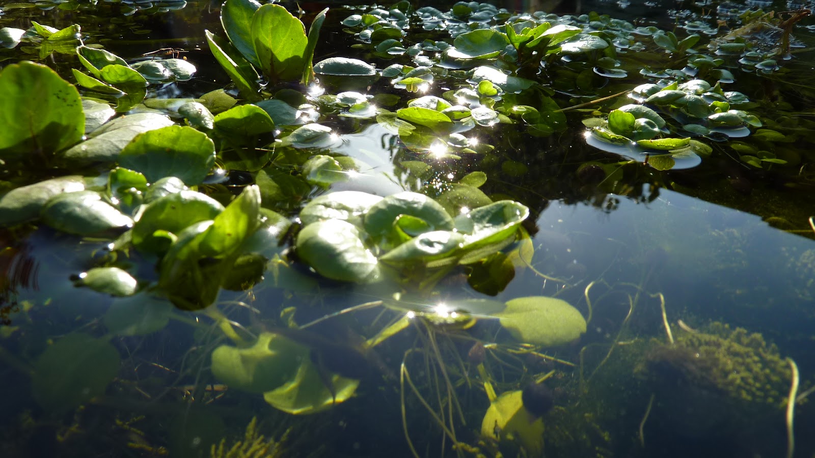 Is Watercress Good For You The Cycle HubThe Cycle Hub