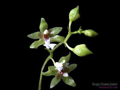 Orquídea Paradisanthus micranthus