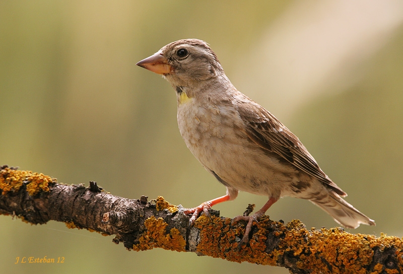 Illora natural GORRIÓN CHILLÓN (Petronia petronia)