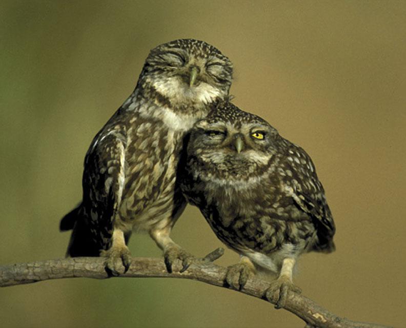 Predator Haven SPANISH SCREECH OWLS