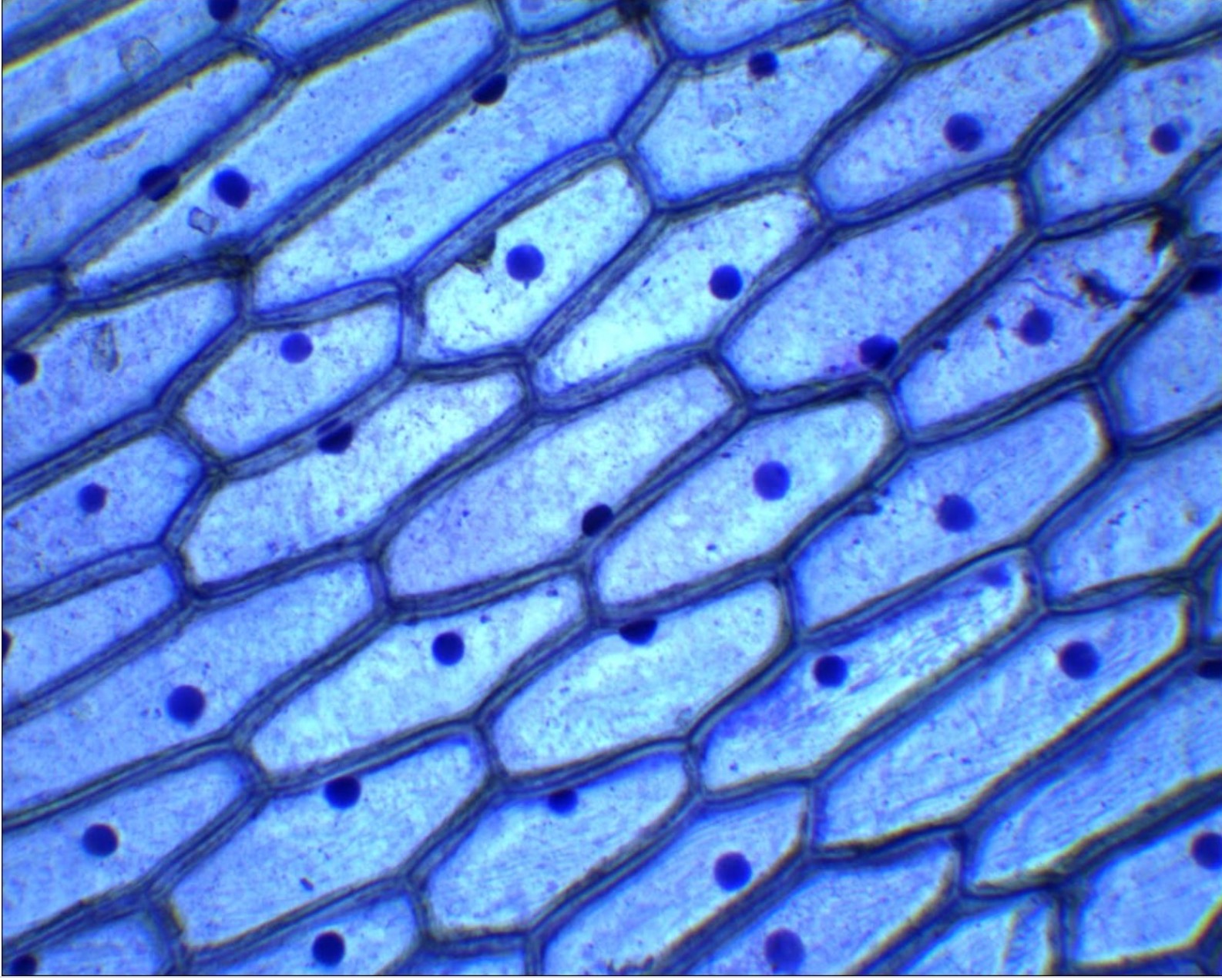 BIOLOGÍA Y MÁS 1º ESO TEMA 5 PRÁCTICA 10 EL MICROSCOPIO ÓPTICO BIOLOGÍA Y MÁS 1º ESO TEMA 5 PRÁCTICA 10 EL MICROSCOPIO ÓPTICO