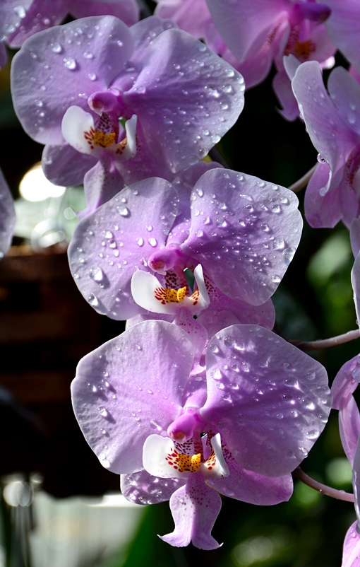 Orchid Daze 2016 | Atlanta Botanical Garden