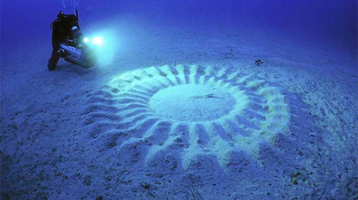 Mysterious Underwater Circles by Puffer fish Mysterious Underwater Circles by Puffer fish