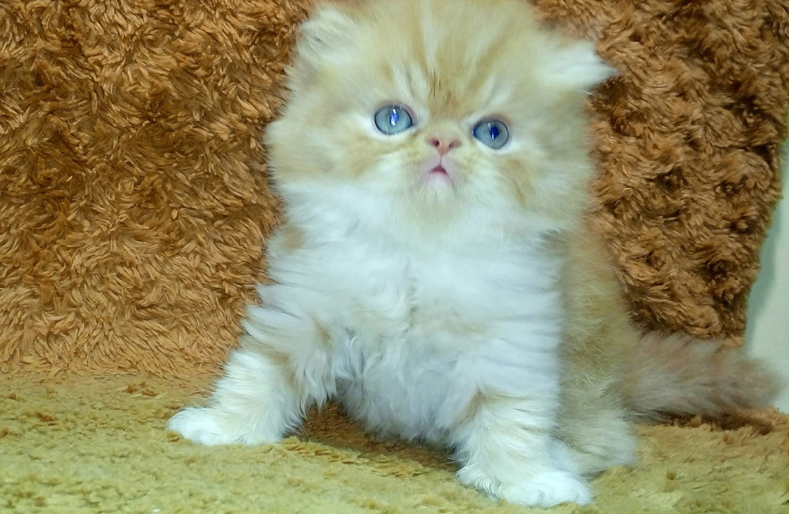 jual kucing daerah cimahi jual kucing daerah cimahi